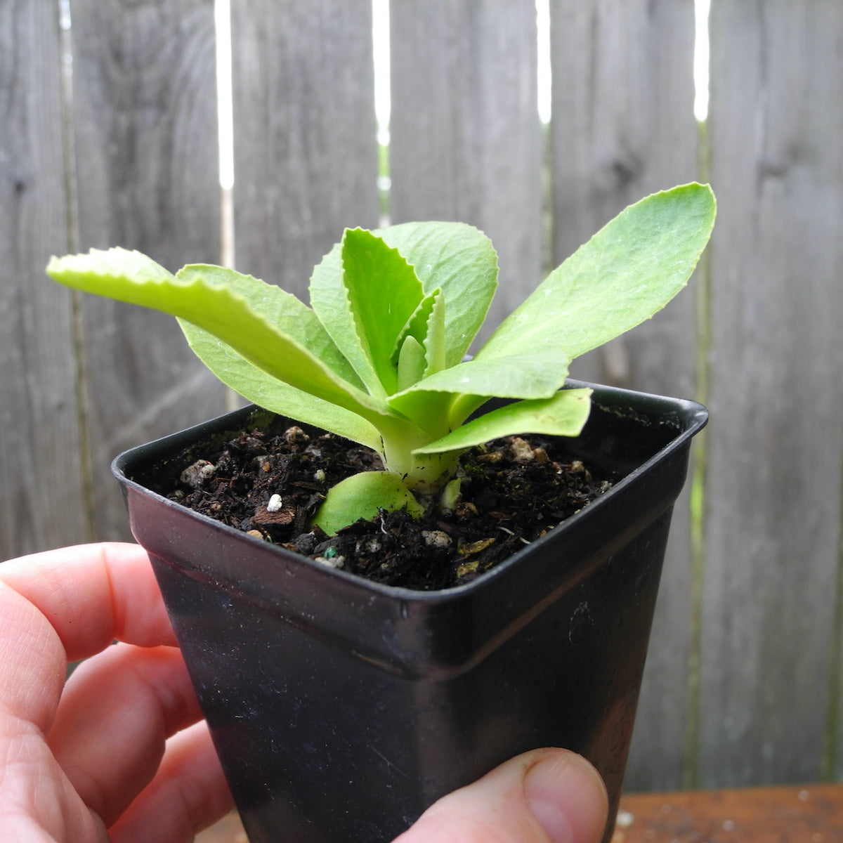 Fairy Plant: Miniature Hardy Primrose 'Blue Velvet' - Primula auricula 'Blue Velvet'