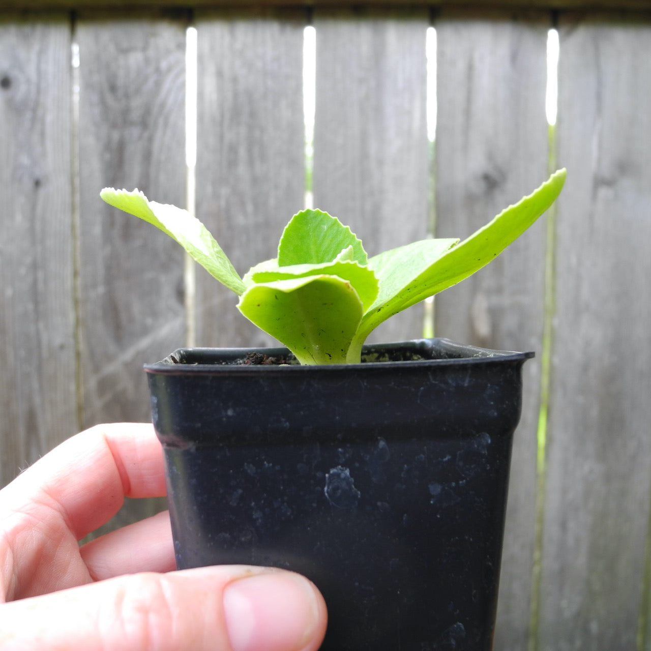 Fairy Plant: Miniature Hardy Primrose 'Blue Velvet' - Primula auricula 'Blue Velvet'