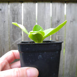 Miniature Hardy Primrose 'Blue Velvet' - Primula auricula 'Blue Velvet'