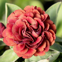 Fairy Plant: Miniature Hardy Primrose 'Brownie' - Primula auricula 'Brownie'