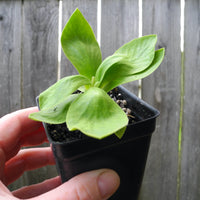 Fairy Plant: Miniature Hardy Primrose 'Brownie' - Primula auricula 'Brownie'