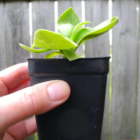 Fairy Plant: Miniature Hardy Primrose 'Brownie' - Primula auricula 'Brownie'