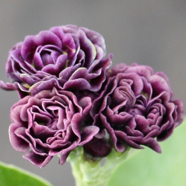 Fairy Plant: Miniature Hardy Primrose 'Excalibur' - Primula auricula 'Excalibur'