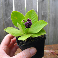 Fairy Plant: Miniature Hardy Primrose 'Excalibur' - Primula auricula 'Excalibur'