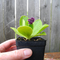 Fairy Plant: Miniature Hardy Primrose 'Excalibur' - Primula auricula 'Excalibur'