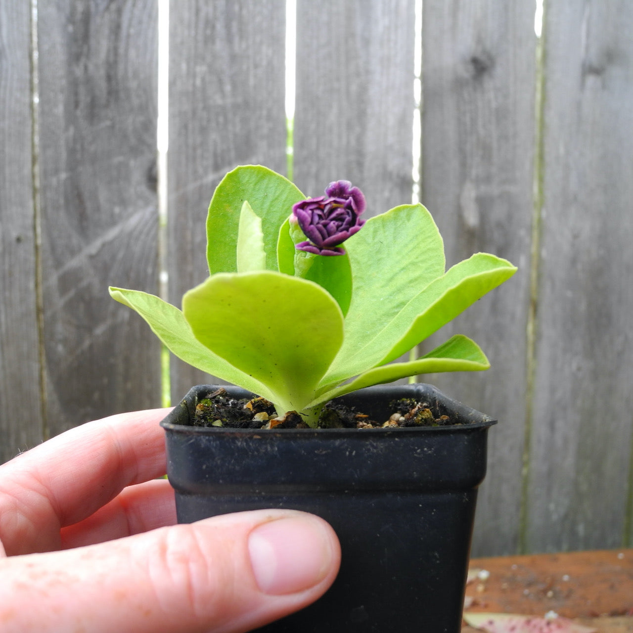 Fairy Plant: Miniature Hardy Primrose 'Excalibur' - Primula auricula 'Excalibur'