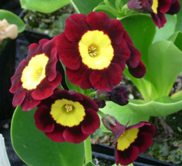 Fairy Plant: Miniature Hardy Primrose 'Vulcan' -  Primula auricula 'Vulcan'