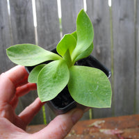 Fairy Plant: Miniature Hardy Primrose 'Vulcan' -  Primula auricula 'Vulcan'