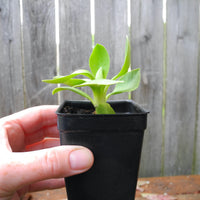 Fairy Plant: Miniature Hardy Primrose 'Vulcan' -  Primula auricula 'Vulcan'