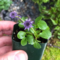 Globe Daisy - Globularia incanescens