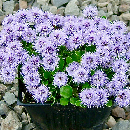 Globe Daisy - Globularia incanescens