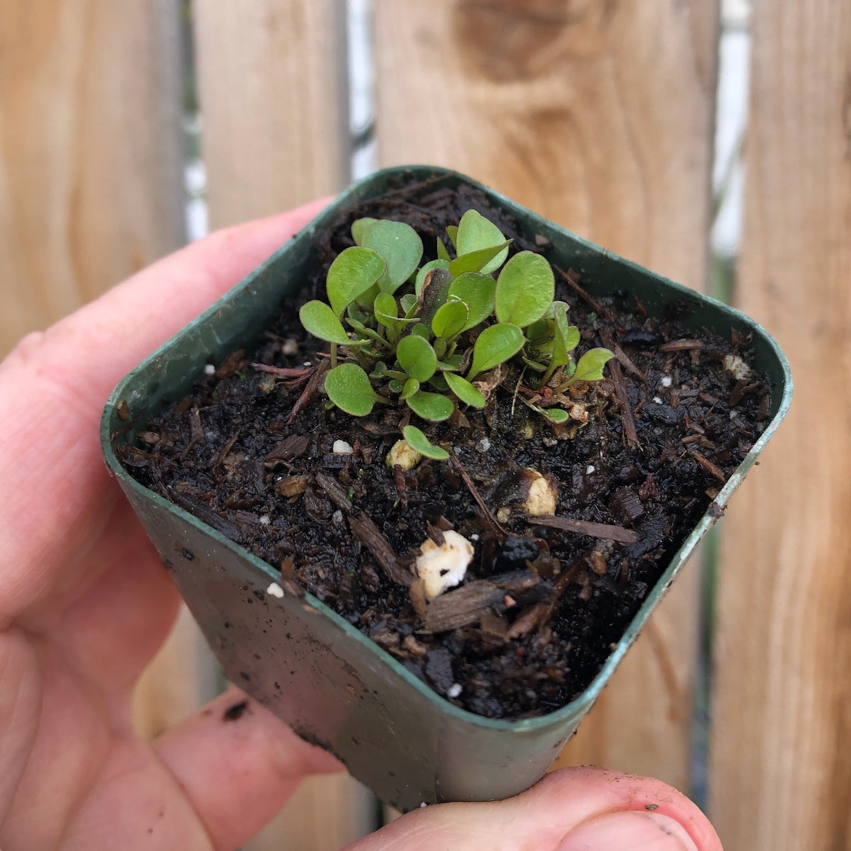 Globe Daisy - Globularia incanescens