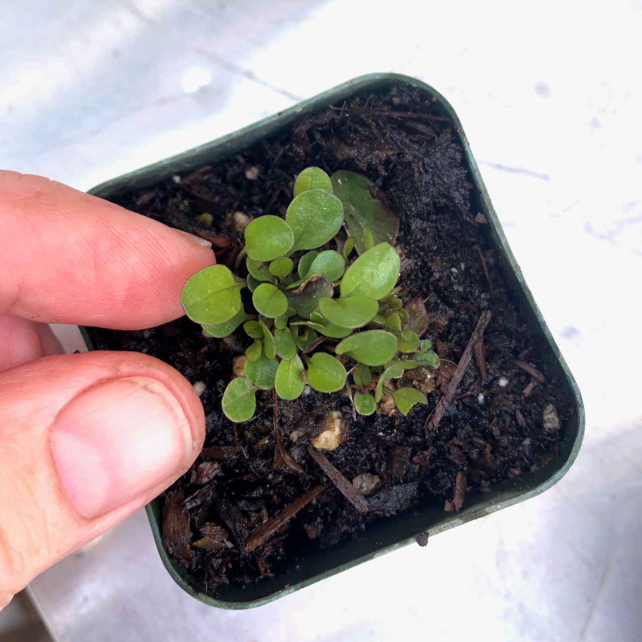 Globe Daisy - Globularia incanescens
