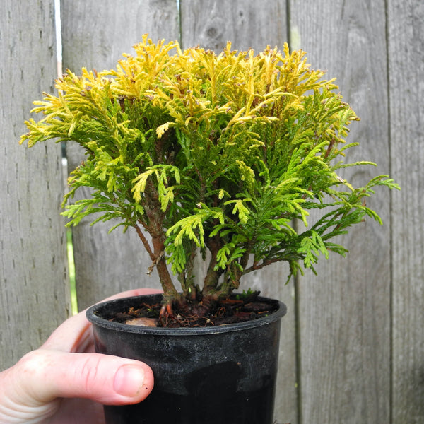 Golden Mop Threadbranch Cypress - Chamaecyparis pisifera 'Golden Mop'