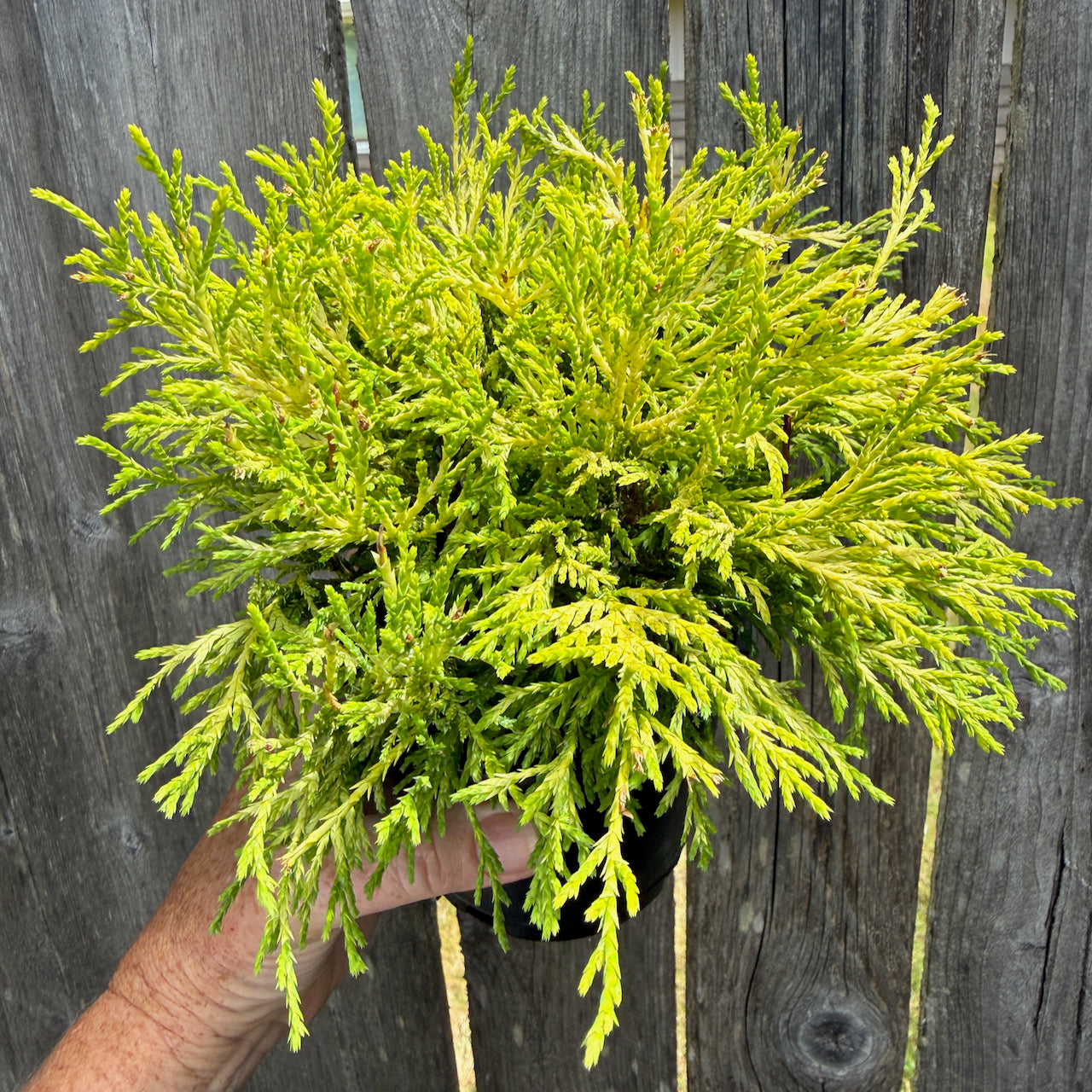 Miniature Garden Golden Mop Threadbranch Cypress - Chamaecyparis