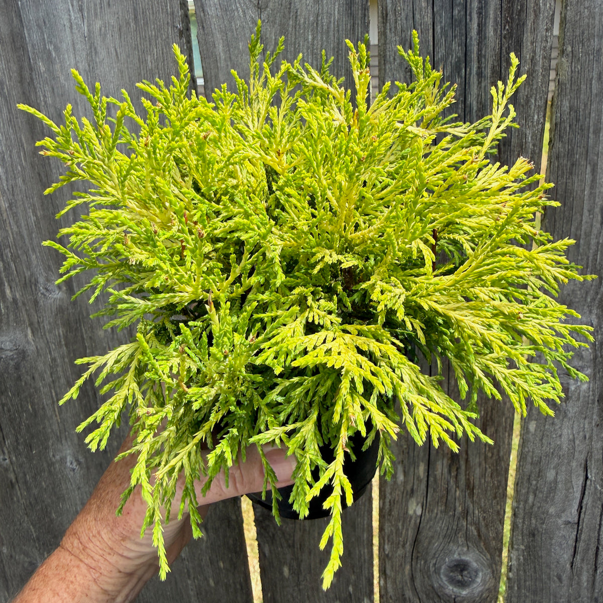 Golden Mop Threadbranch Cypress - Chamaecyparis pisifera 'Golden Mop'