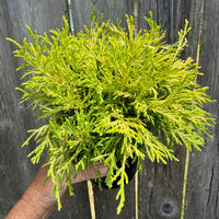 Golden Mop Threadbranch Cypress - Chamaecyparis pisifera 'Golden Mop'