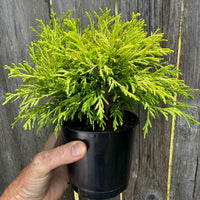Golden Mop Threadbranch Cypress - Chamaecyparis pisifera 'Golden Mop'