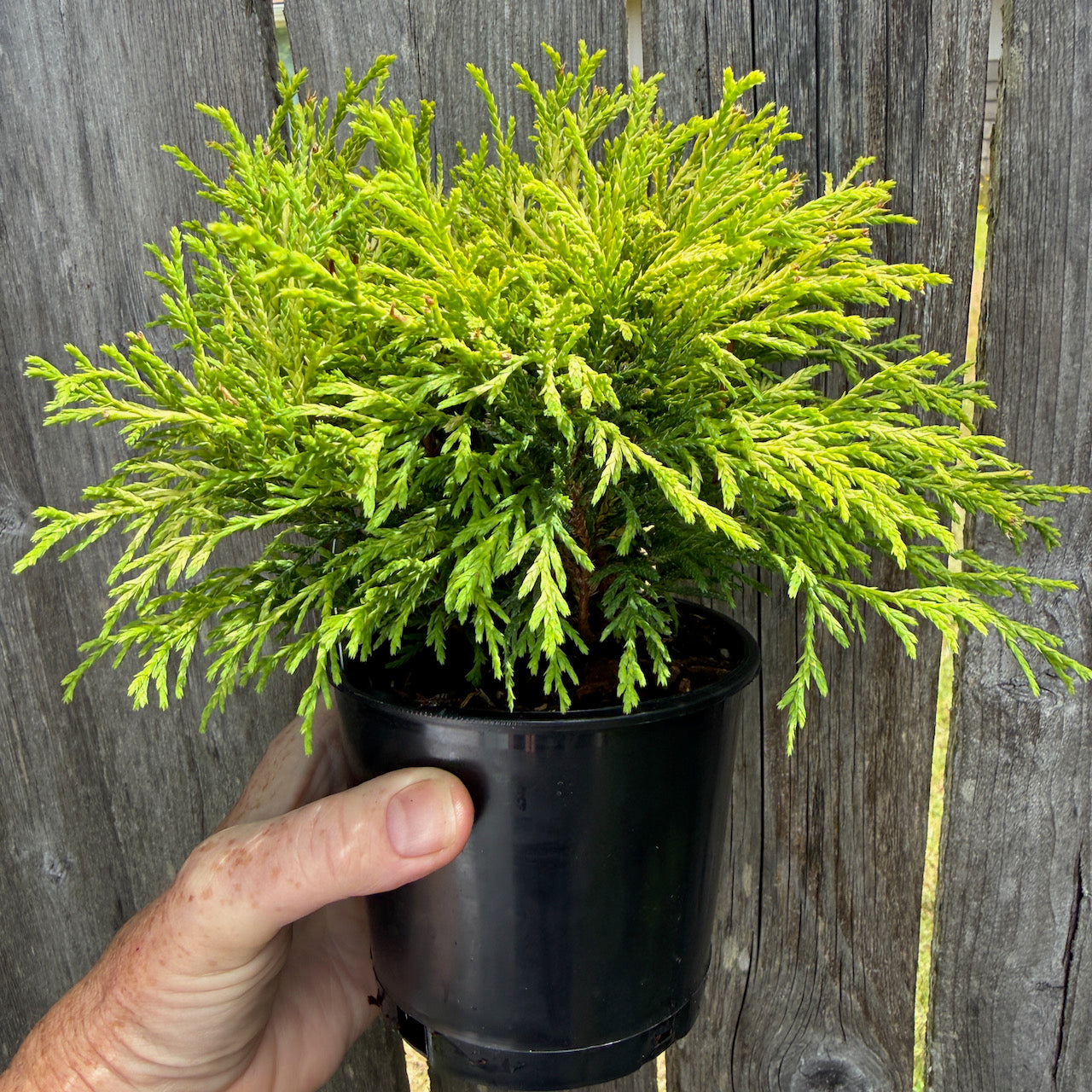 Golden Mop Threadbranch Cypress - Chamaecyparis pisifera 'Golden Mop'