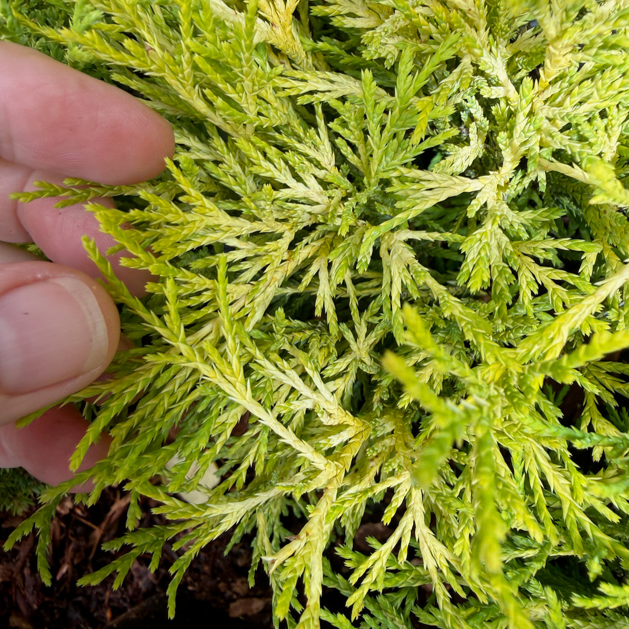 Miniature Garden Golden Mop Threadbranch Cypress - Chamaecyparis