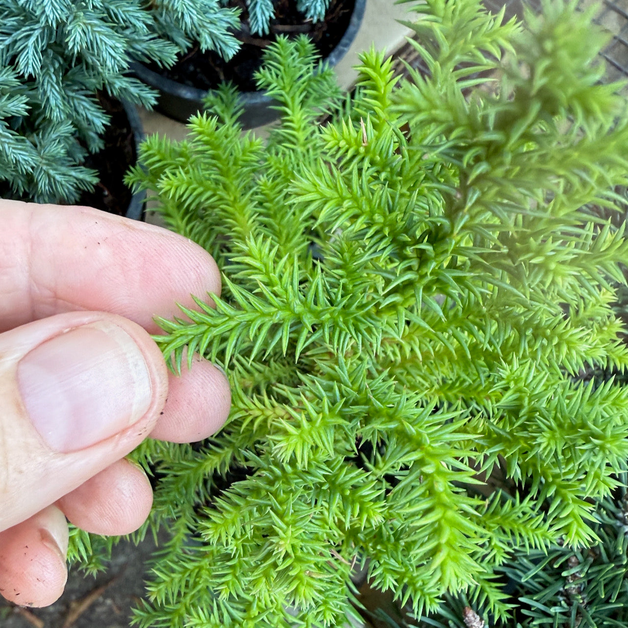 Miniature Garden Golden Promise Japanese Cedar - Cryptomeria