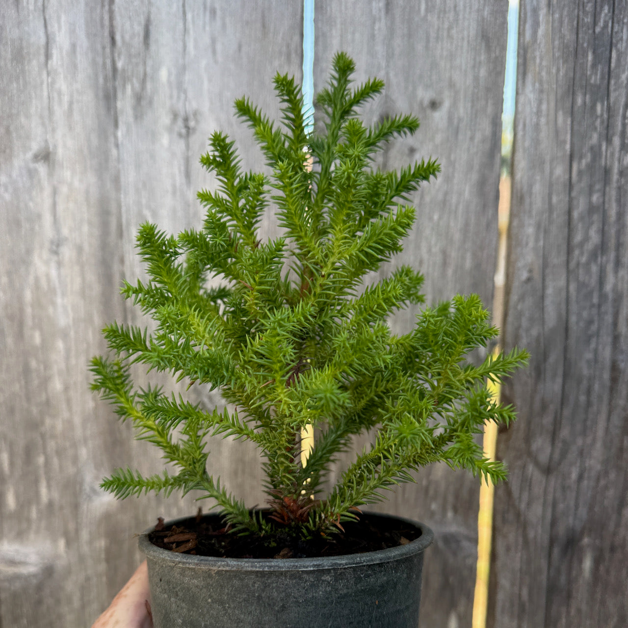✨アンコキーヌ✨バタフライガーデンゴールドべゼル✨パープル✨箱無し✨ Miniature Garden Golden Promise Japanese Cedar - Cryptomeria