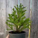 Golden Promise Japanese Cedar - Cryptomeria japonica 'Golden Promise'