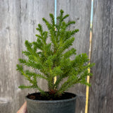 Golden Promise Japanese Cedar - Cryptomeria japonica 'Golden Promise'