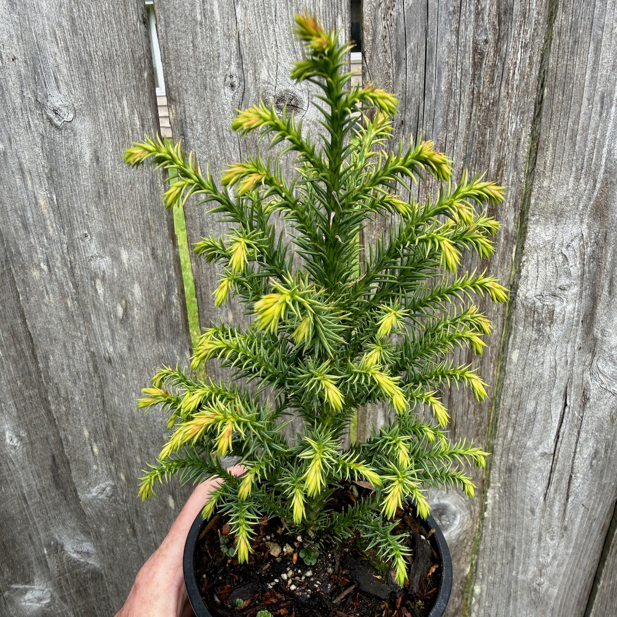 Golden Promise Japanese Cedar - Cryptomeria japonica 'Golden Promise'