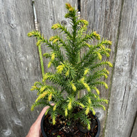 Golden Promise Japanese Cedar - Cryptomeria japonica 'Golden Promise'