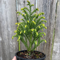 Golden Promise Japanese Cedar - Cryptomeria japonica 'Golden Promise'