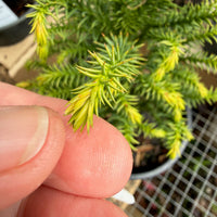 Golden Promise Japanese Cedar - Cryptomeria japonica 'Golden Promise'