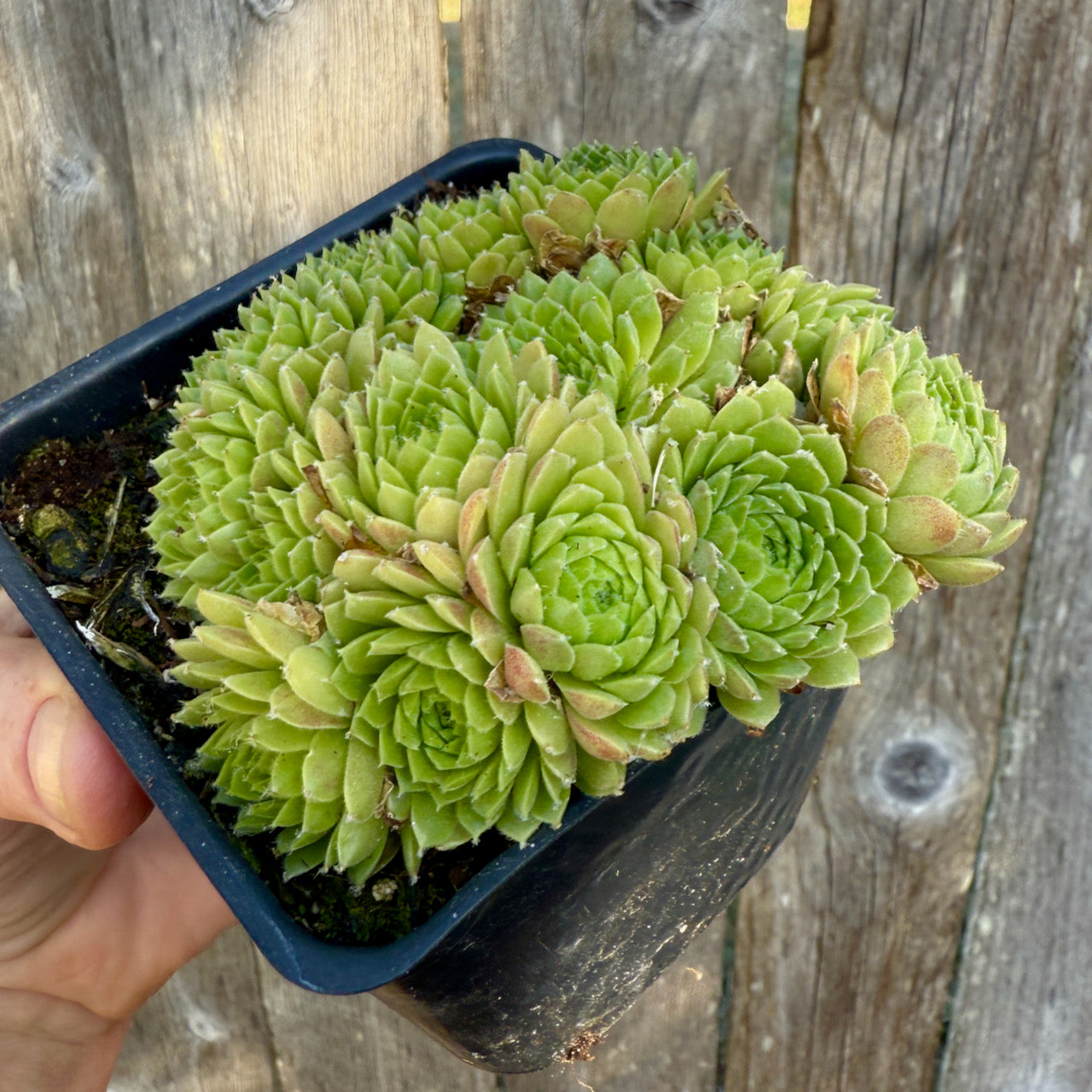 Hens and Chicks - Sempervivum tectorum