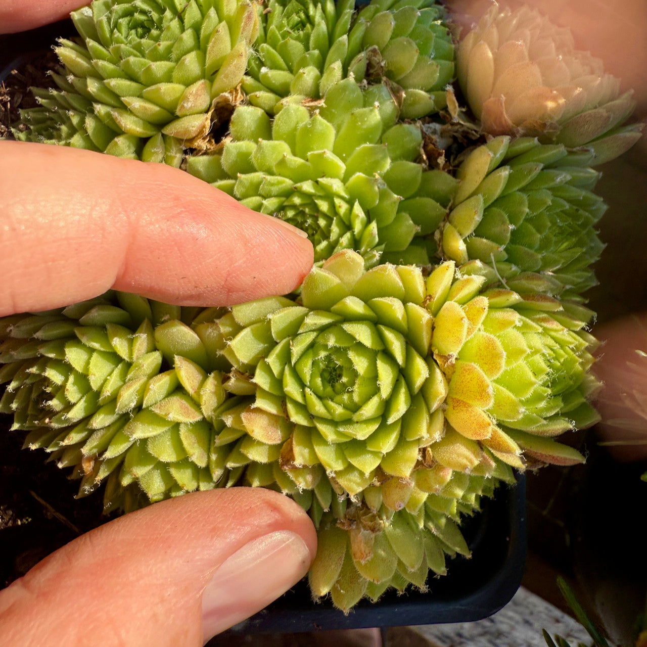 Hens and Chicks - Sempervivum tectorum