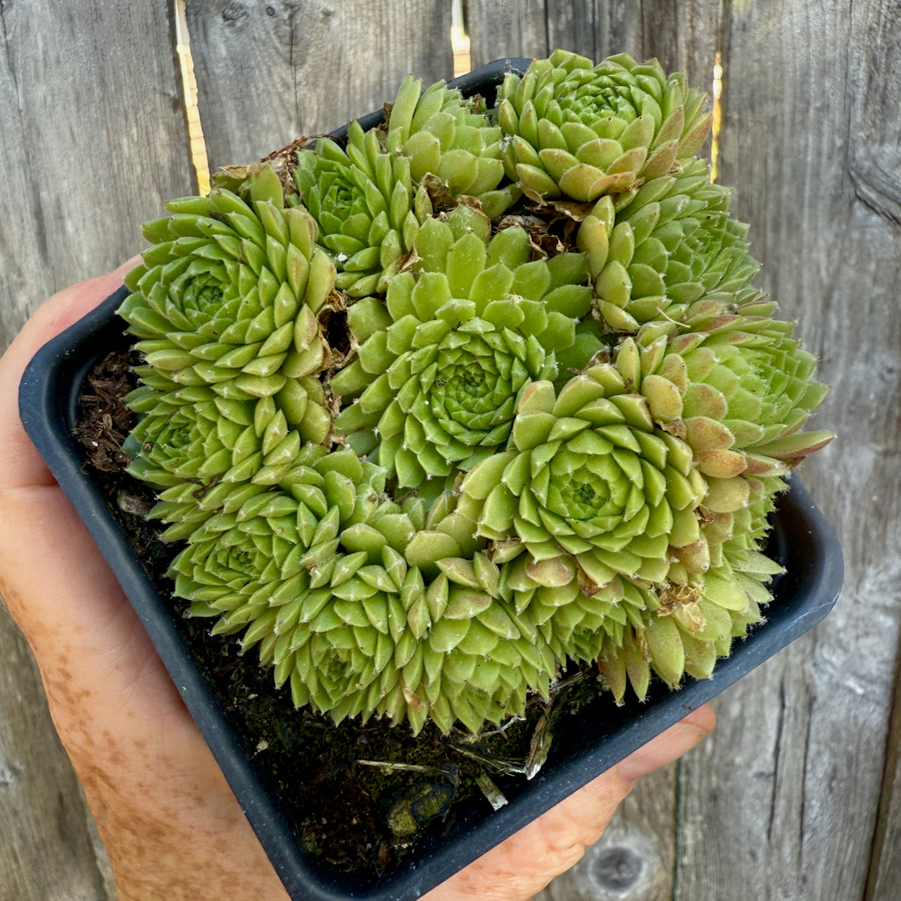 Miniature Garden Hens and Chicks - Sempervivum tectorum – Two