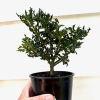 Horstmann Mini Holly - Ilex x meserveae