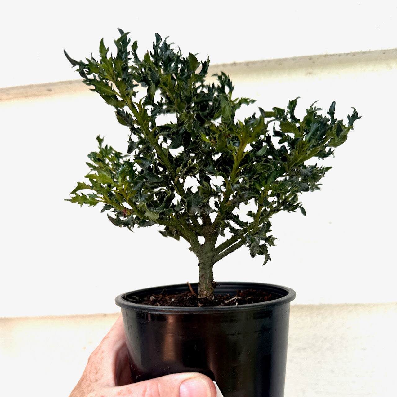 Horstmann Mini Holly - Ilex x meserveae