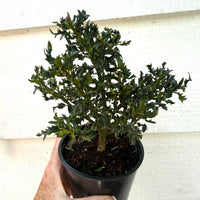 Horstmann Mini Holly - Ilex x meserveae