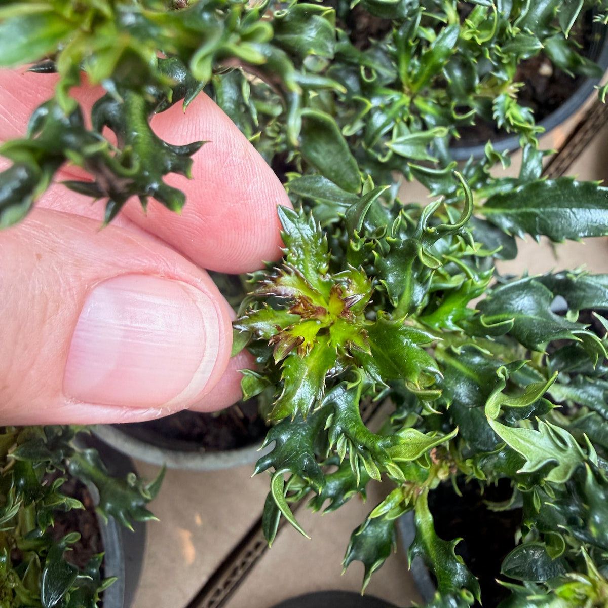 Horstmann Mini Holly - Ilex x meserveae