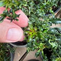 Horstmann Mini Holly - Ilex x meserveae