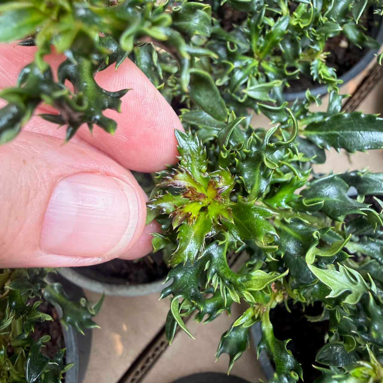 Horstmann Mini Holly - Ilex x meserveae