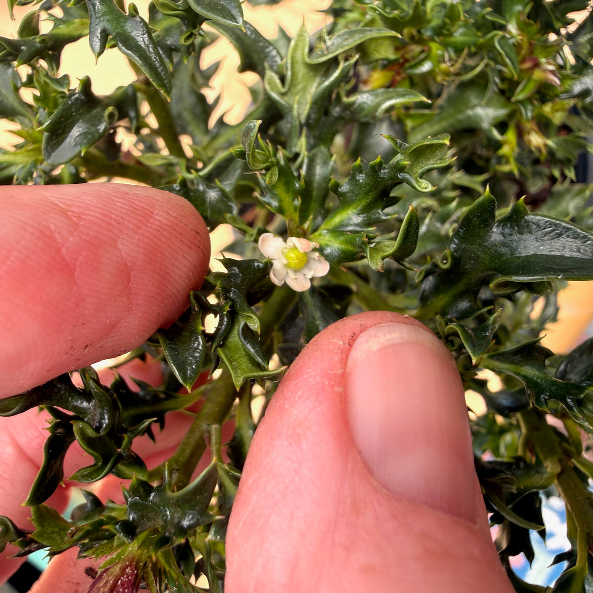 Horstmann Mini Holly - Ilex x meserveae