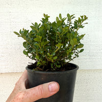 Piccolo Japanese Holly - Ilex crenata 'Piccolo'