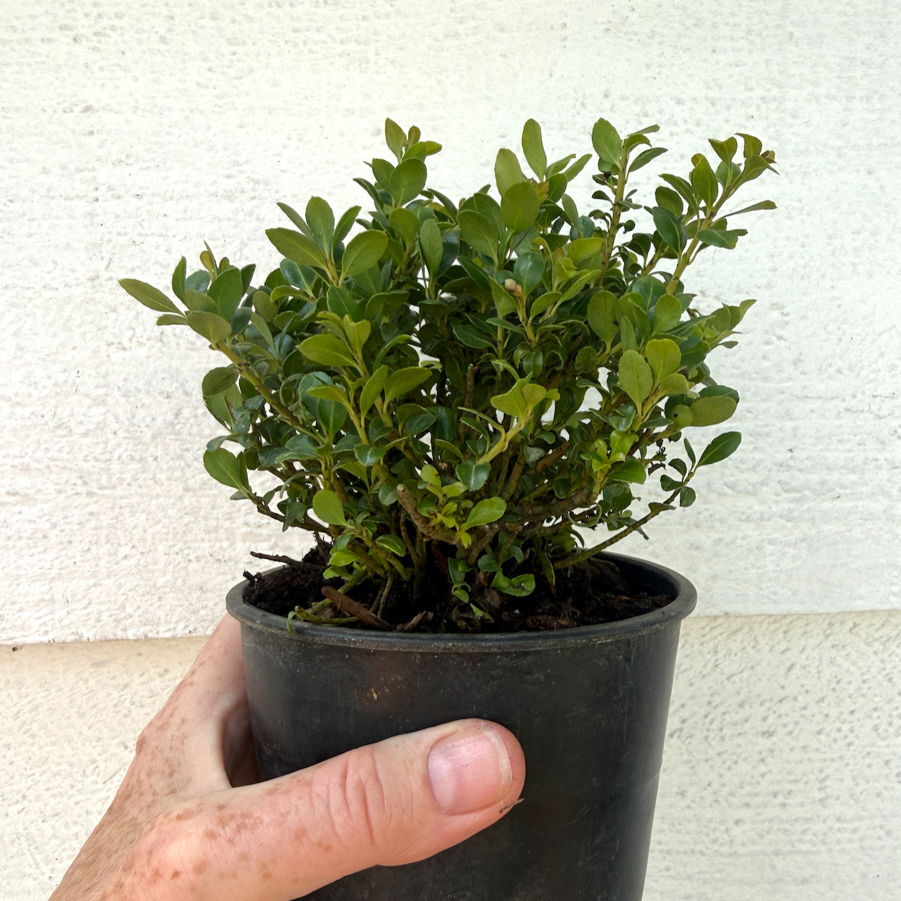 Piccolo Japanese Holly - Ilex crenata 'Piccolo'
