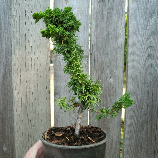 Malonyana Holub Dwarf Arborvitae - Thuja occidentalis 'Malonyana Holub'