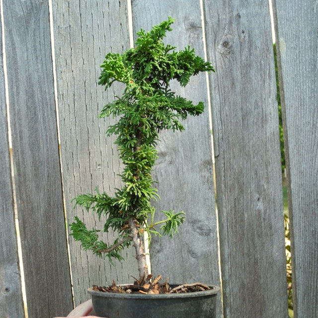 Malonyana Holub Dwarf Arborvitae - Thuja occidentalis 'Malonyana Holub'