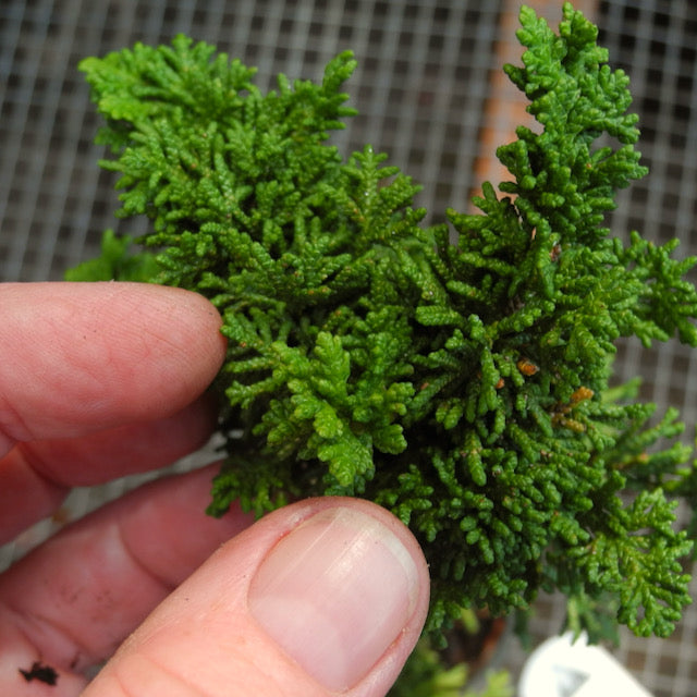 Malonyana Holub Dwarf Arborvitae - Thuja occidentalis 'Malonyana Holub'