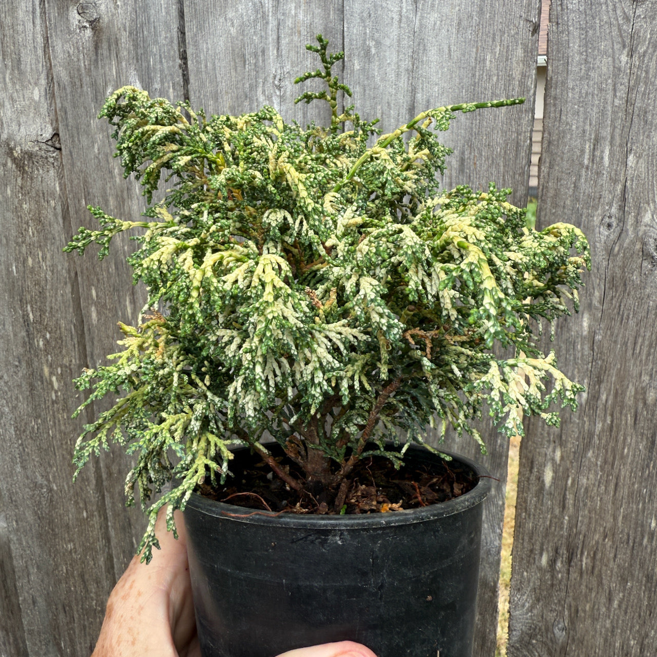 Mariesii Dwarf Hinoki Cypress - Chameacyparis obtusa 'Mariesii