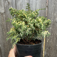 Mariesii Dwarf Hinoki Cypress - Chameacyparis obtusa 'Mariesii'