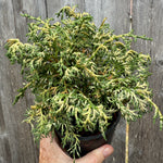Mariesii Dwarf Hinoki Cypress - Chameacyparis obtusa 'Mariesii'